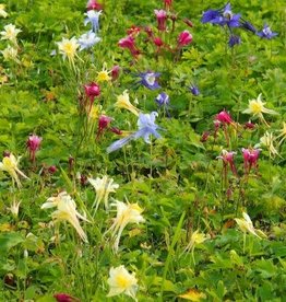 Bron and Sons Aquilegia caerulea 'Kirigami' #1  Kirigami™ Mix Columbine