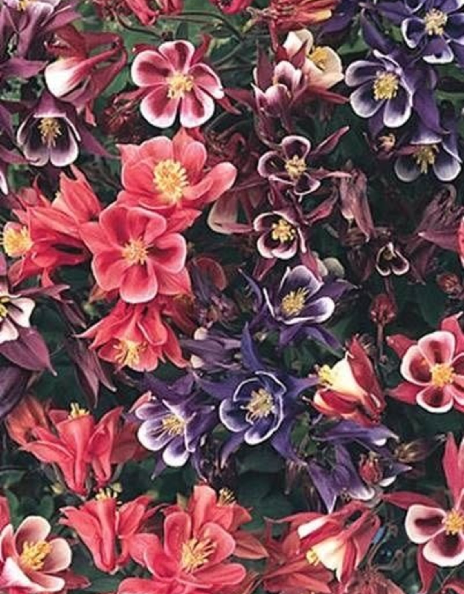 Aquilegia v. 'Winky Mix' #1 - Winky Mix Columbine - Wagon Wheel