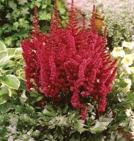 Bron and Sons Astilbe chin. 'Vision in Red' PP11965 #1 - Vision in Red Astilbe