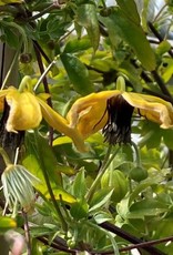 Bron and Sons Clematis tang. 'Golden Harvest' #1 - Golden Harvest Clematis