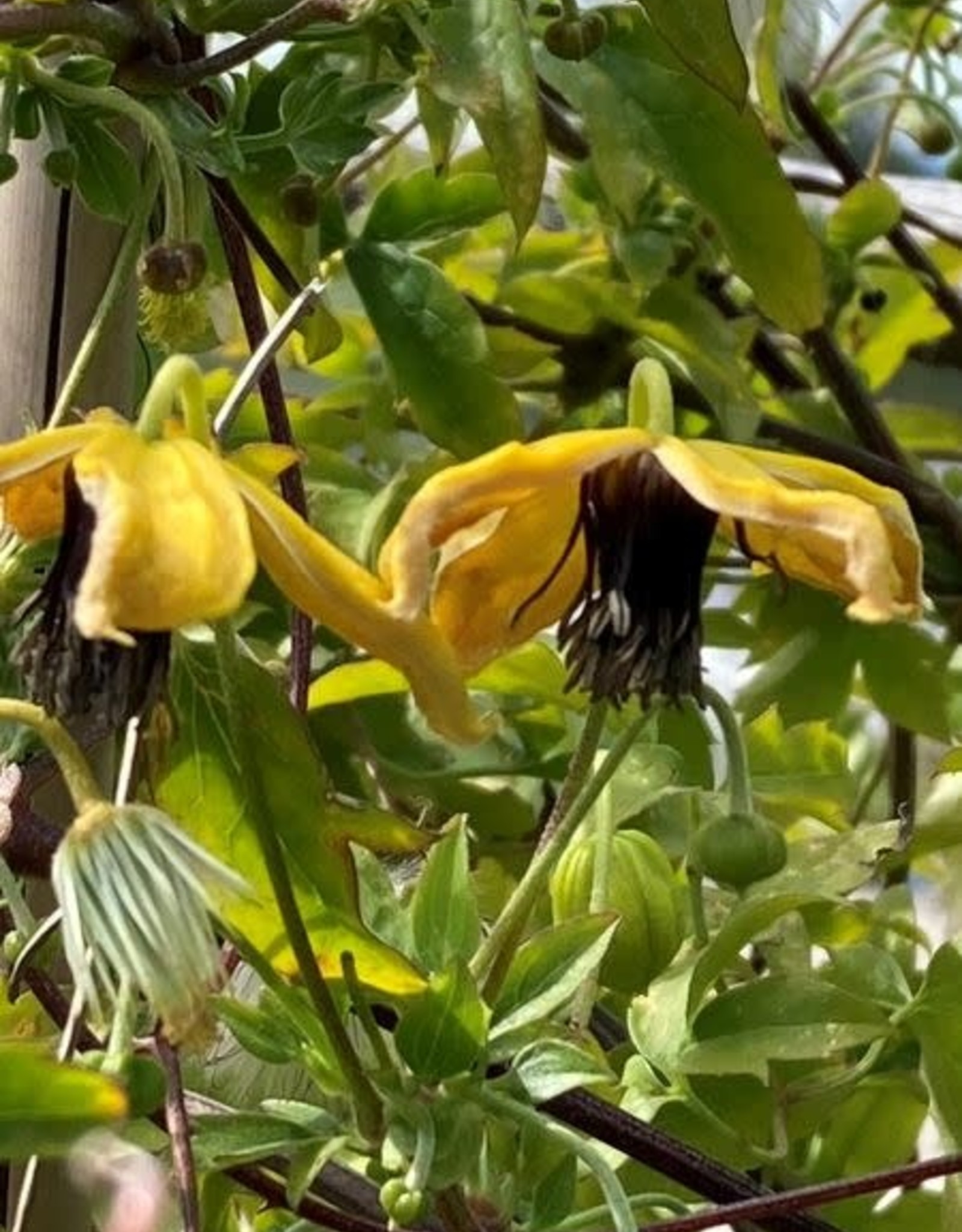 Bron and Sons Clematis tang. 'Golden Harvest' #1 - Golden Harvest Clematis
