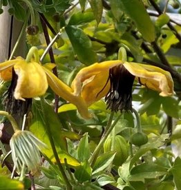 Bron and Sons Clematis tang. 'Golden Harvest' #1 - Golden Harvest Clematis