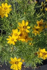 Bron and Sons Coreopsis vert. 'Zagreb' #1 - Threadleaf Tickseed