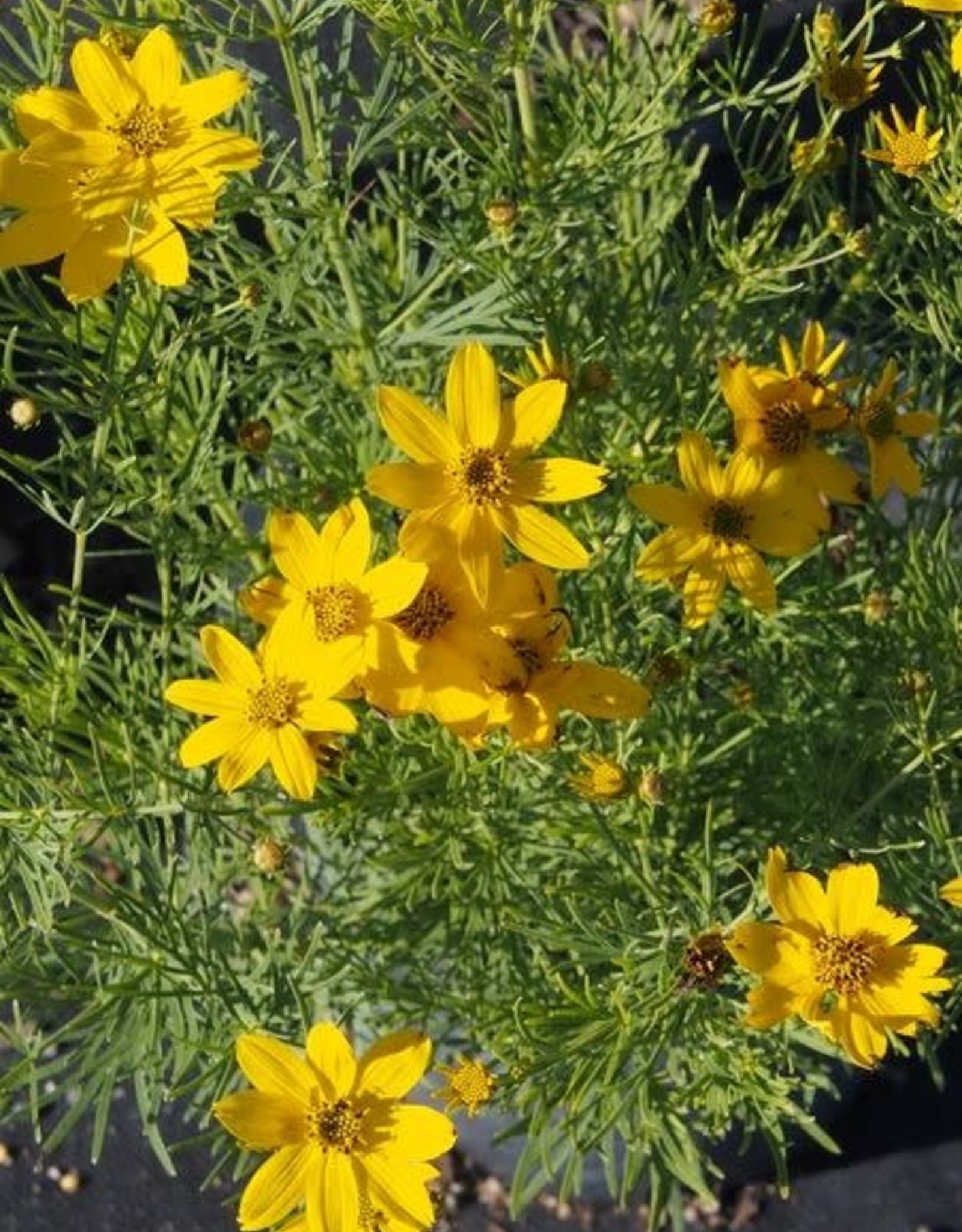 Bron and Sons Coreopsis vert. 'Zagreb' #1 - Threadleaf Tickseed