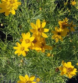 Bron and Sons Coreopsis vert. 'Zagreb' #1 - Threadleaf Tickseed