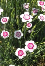 Bron and Sons Dianthus deltoides 'Arctic Fire' #1 - Arctic Fire Dianthus