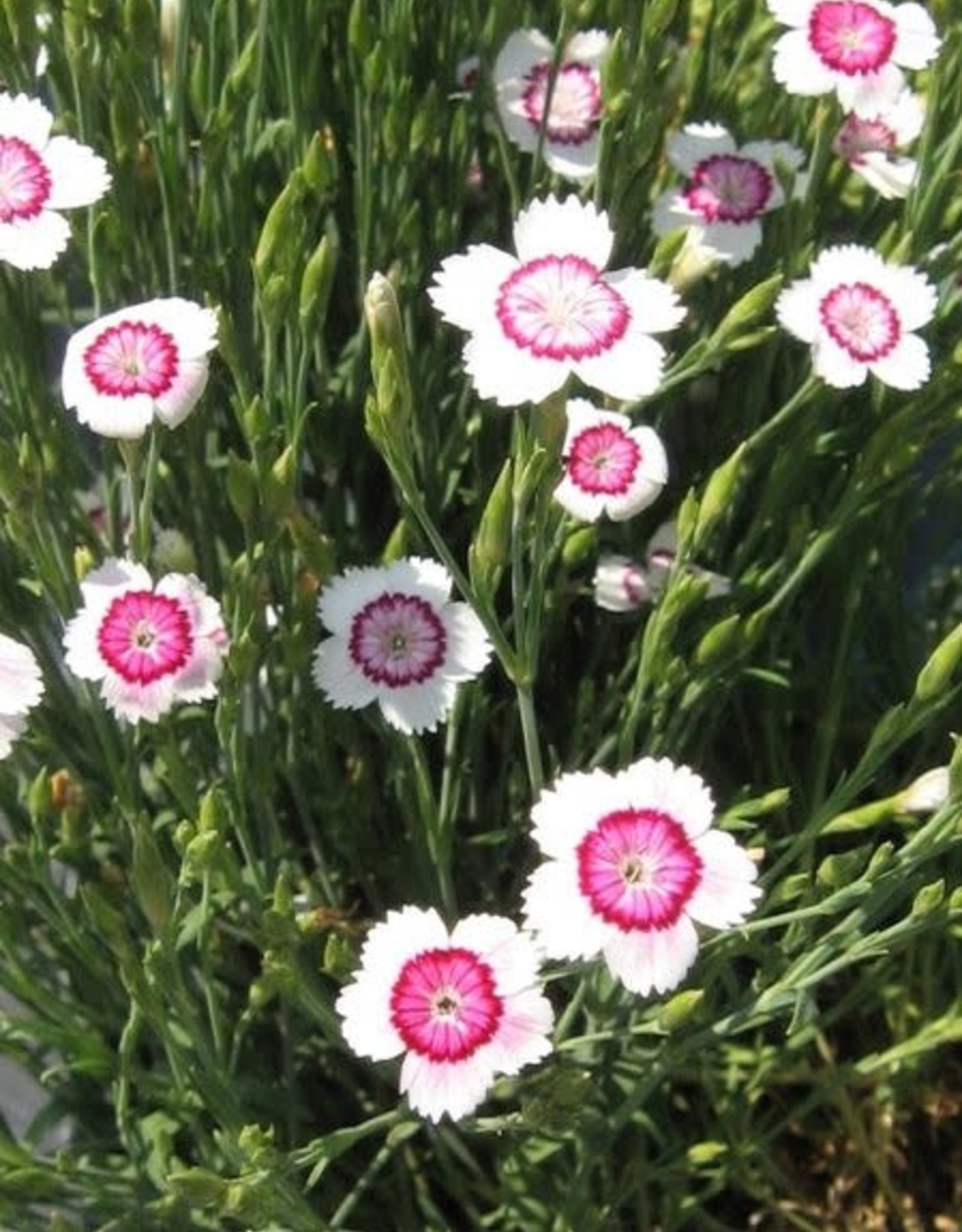 Bron and Sons Dianthus deltoides 'Arctic Fire' #1 - Arctic Fire Dianthus
