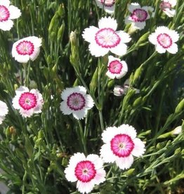 Bron and Sons Dianthus deltoides 'Arctic Fire' #1 - Arctic Fire Dianthus