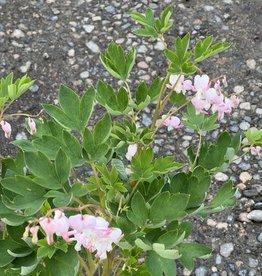 Bron and Sons Dicentra spectabilis 'Cupid' #1  Cupid® Bleeding Heart