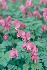 Bron and Sons Dicentra x 'Candy Hearts'  #1  Bleeding Heart NEW!!!