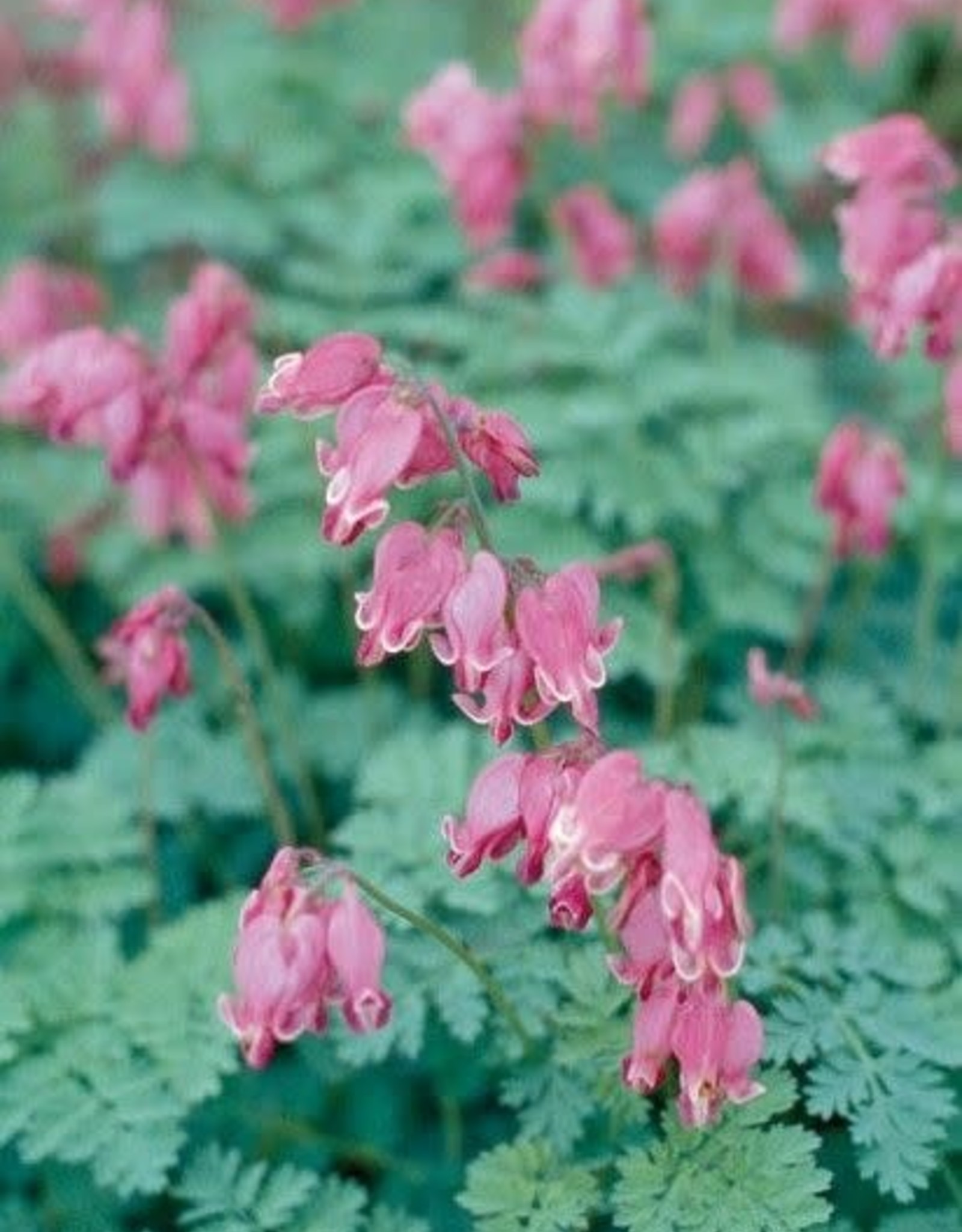 Bron and Sons Dicentra x 'Candy Hearts'  #1  Bleeding Heart NEW!!!