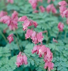 Bron and Sons Dicentra x 'Candy Hearts'  #1  Bleeding Heart NEW!!!