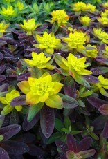 Bron and Sons Euphorbia polychroma 'Bonfire' PP18585 #1 - Bonfire Cushion Spurge