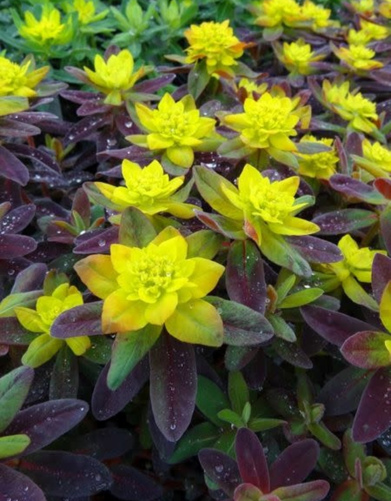 Bron and Sons Euphorbia polychroma 'Bonfire' PP18585 #1 - Bonfire Cushion Spurge