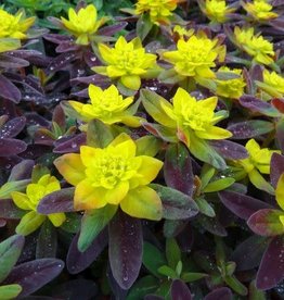 Bron and Sons Euphorbia polychroma 'Bonfire' PP18585 #1 - Bonfire Cushion Spurge