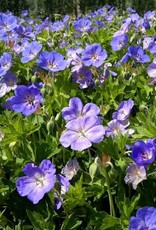 Bron and Sons Geranium x 'Rozanne' PP12175 #1  Rozanne Geranium