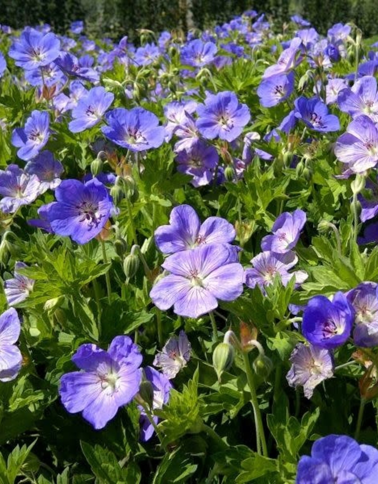 Bron and Sons Geranium x 'Rozanne' PP12175 #1  Rozanne Geranium