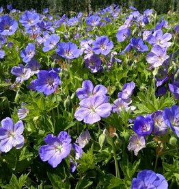 Bron and Sons Geranium x 'Rozanne' PP12175 #1  Rozanne Geranium