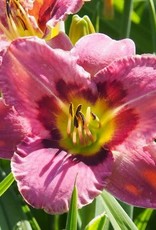 Bron and Sons Hemerocallis 'Always Afternoon' #1 - Always Afternoon Daylily