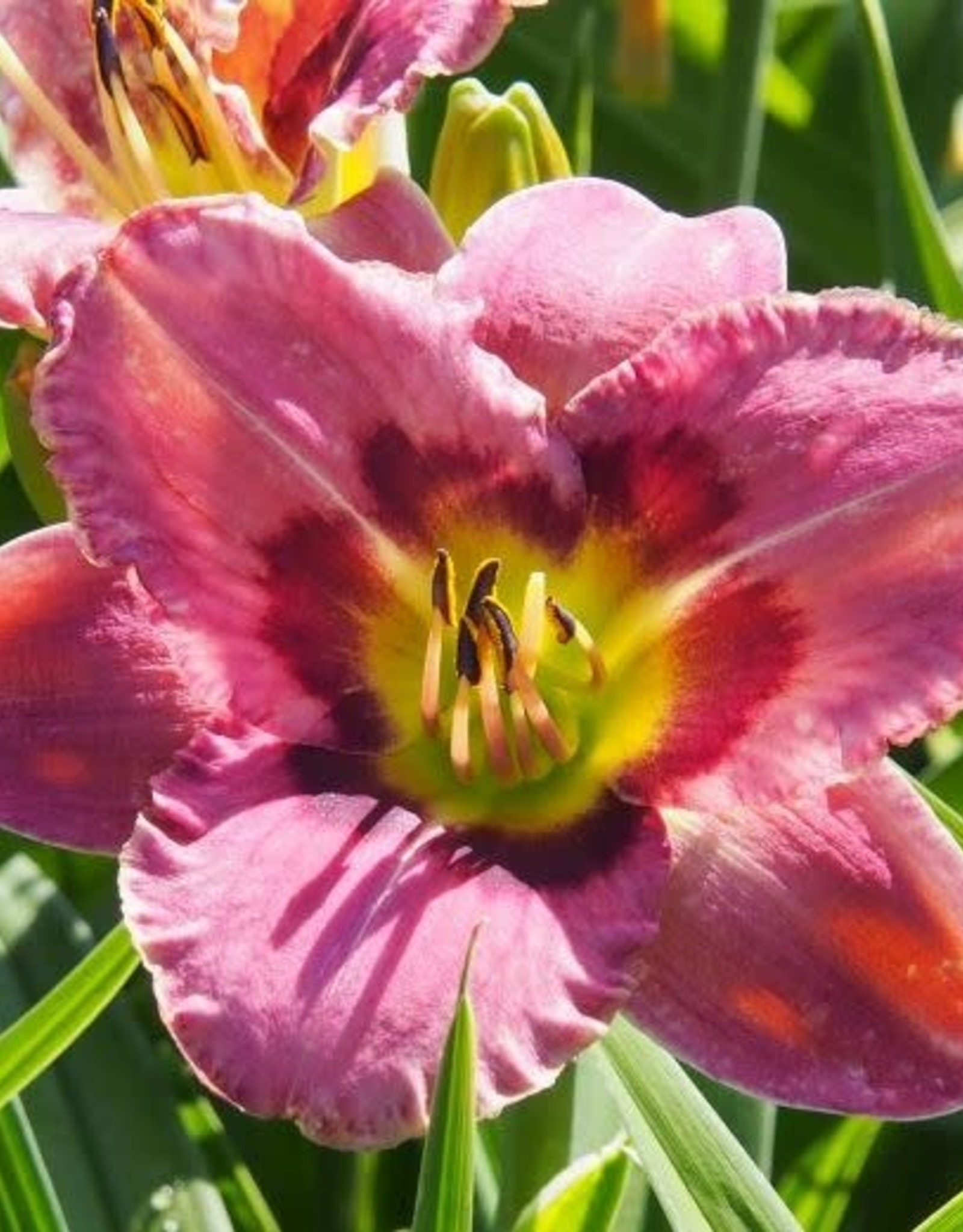 Bron and Sons Hemerocallis 'Always Afternoon' #1 - Always Afternoon Daylily