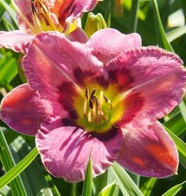 Bron and Sons Hemerocallis 'Always Afternoon' #1 - Always Afternoon Daylily