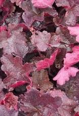 Bron and Sons Heuchera 'Northern Exposure™ Red' PP29420 #1  Red Coralbells