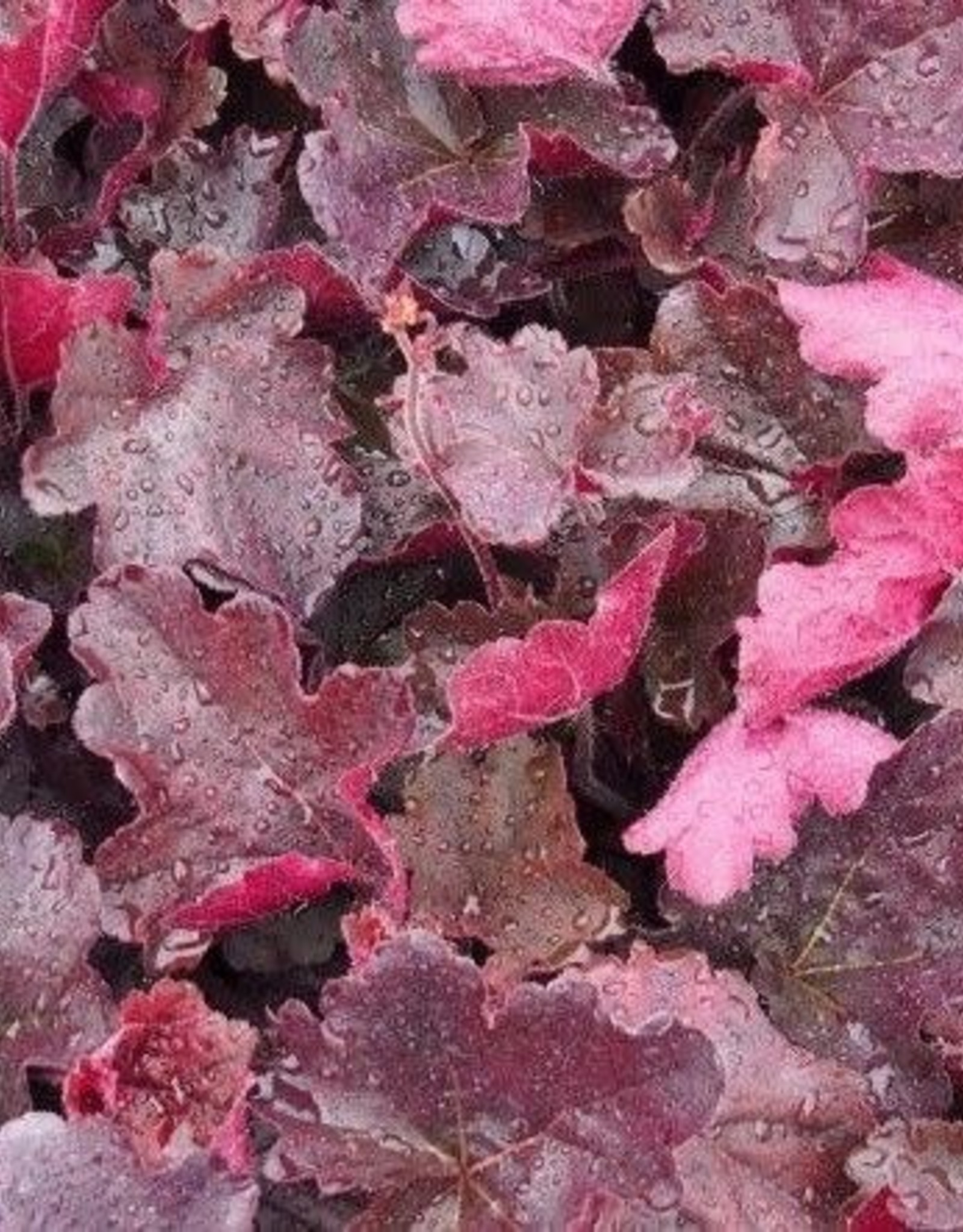 Bron and Sons Heuchera 'Northern Exposure™ Red' PP29420 #1  Red Coralbells