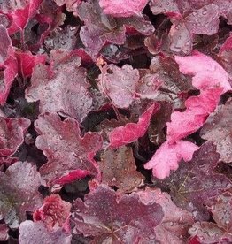 Bron and Sons Heuchera 'Northern Exposure™ Red' PP29420 #1  Red Coralbells