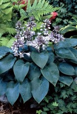 Bron and Sons Hosta 'Canadian Blue' #1