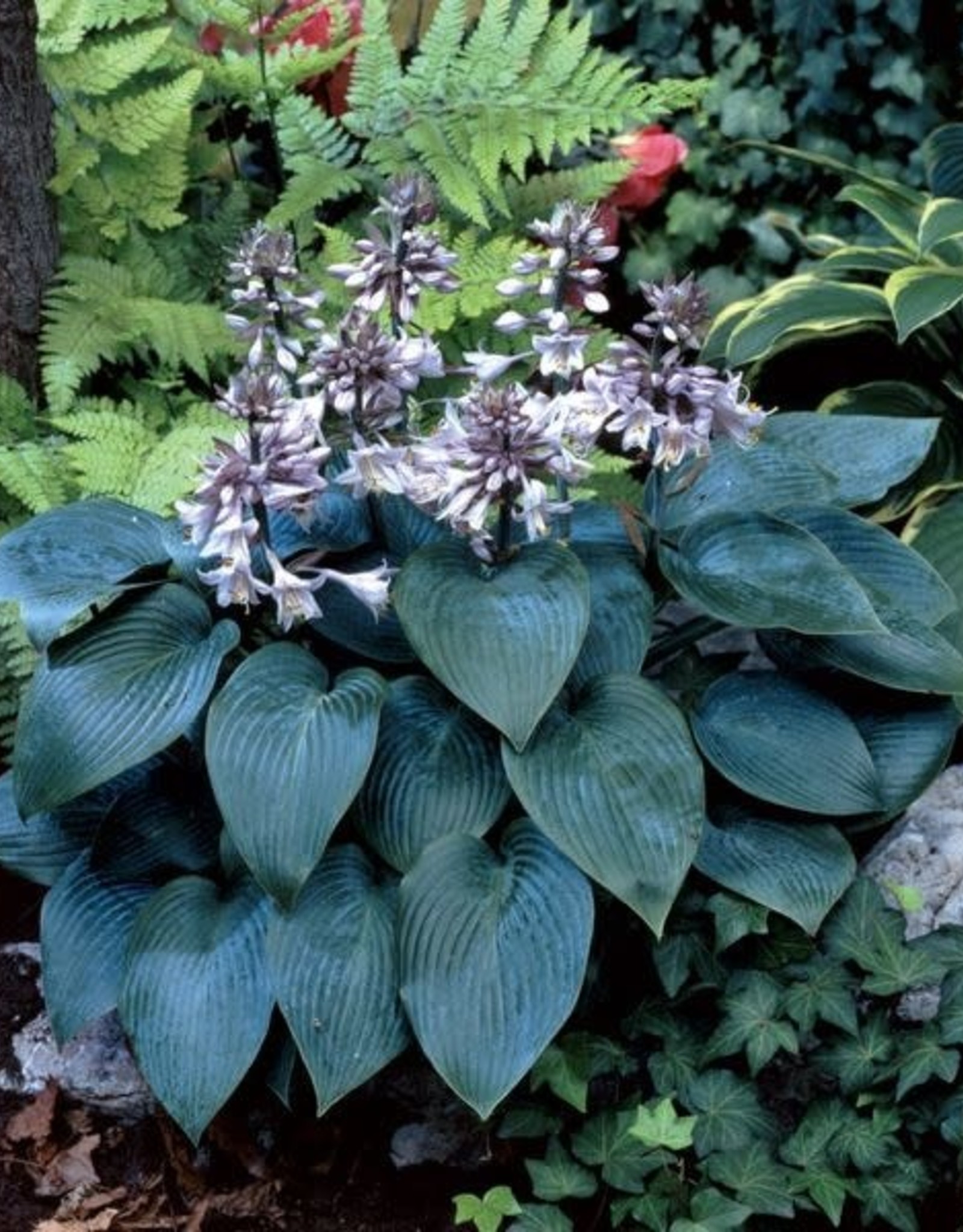 Bron and Sons Hosta 'Canadian Blue' #1
