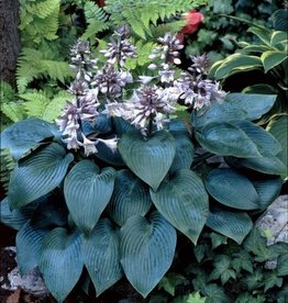 Bron and Sons Hosta 'Canadian Blue' #1