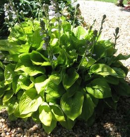 Bron and Sons Hosta 'Sum and Substance' #2 - Sum and Substance Hosta