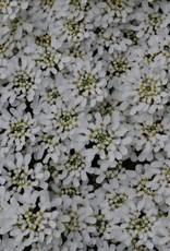 Bron and Sons Iberis sempervirens 'Purity' #1 - Purity Candytuft