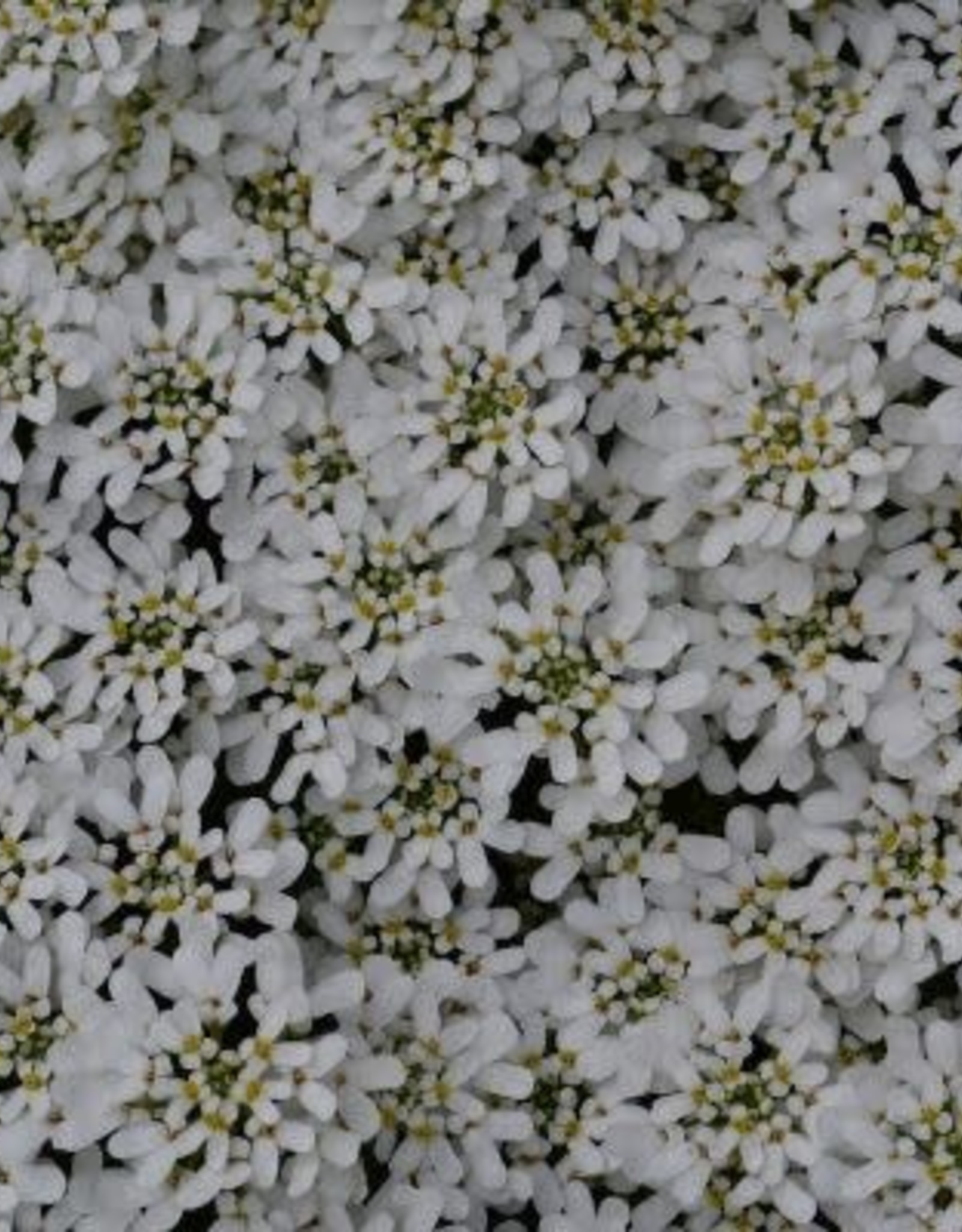 Bron and Sons Iberis sempervirens 'Purity' #1 - Purity Candytuft