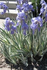 Bron and Sons Iris pallida 'Variegata albo' #1  Variegated Sweet Iris