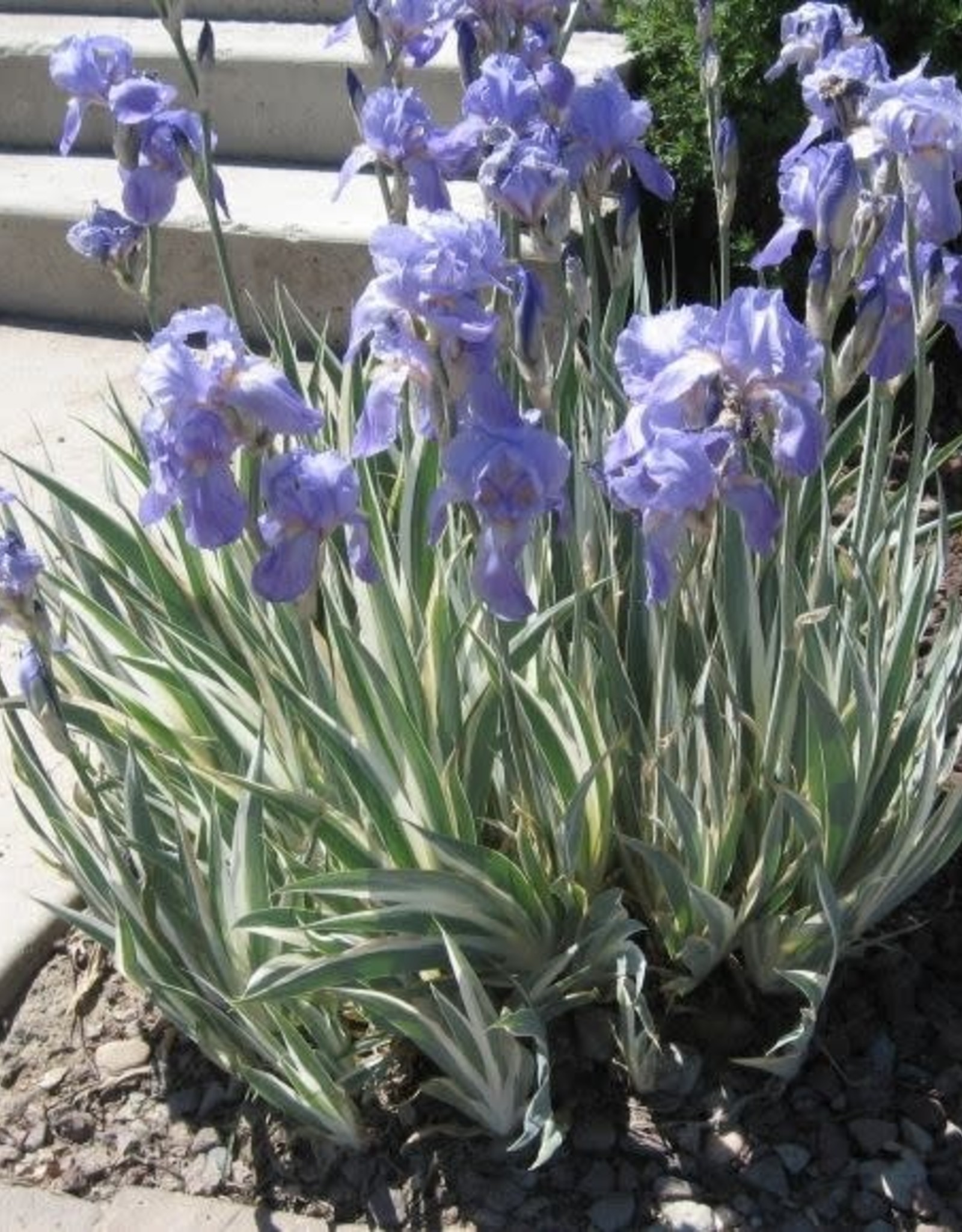 Bron and Sons Iris pallida 'Variegata albo' #1  Variegated Sweet Iris