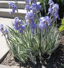 Bron and Sons Iris pallida 'Variegata' #1 - Variegated Sweet Iris
