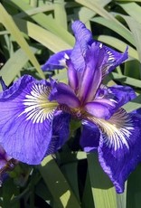 Bron and Sons Iris setosa #1 - Arctic Iris Native Alaskan Iris