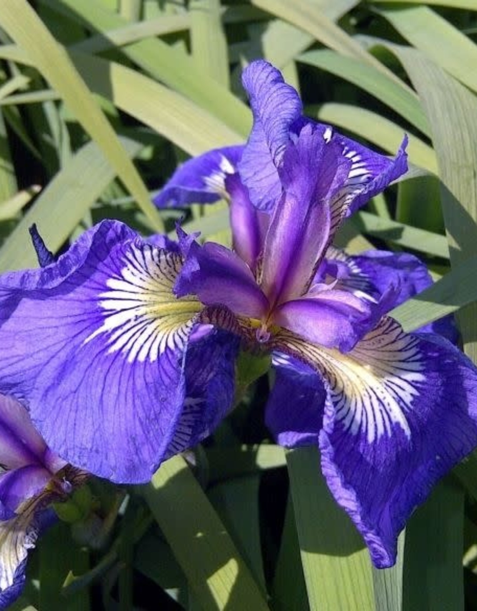 Bron and Sons Iris setosa #1 - Arctic Iris Native Alaskan Iris
