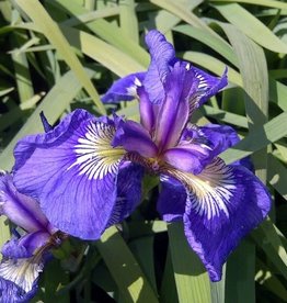 Bron and Sons Iris setosa #1 - Arctic Iris Native Alaskan Iris