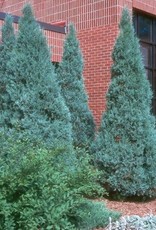 Bron and Sons Juniperus scop. 'Medora' #5 - Medora Juniper