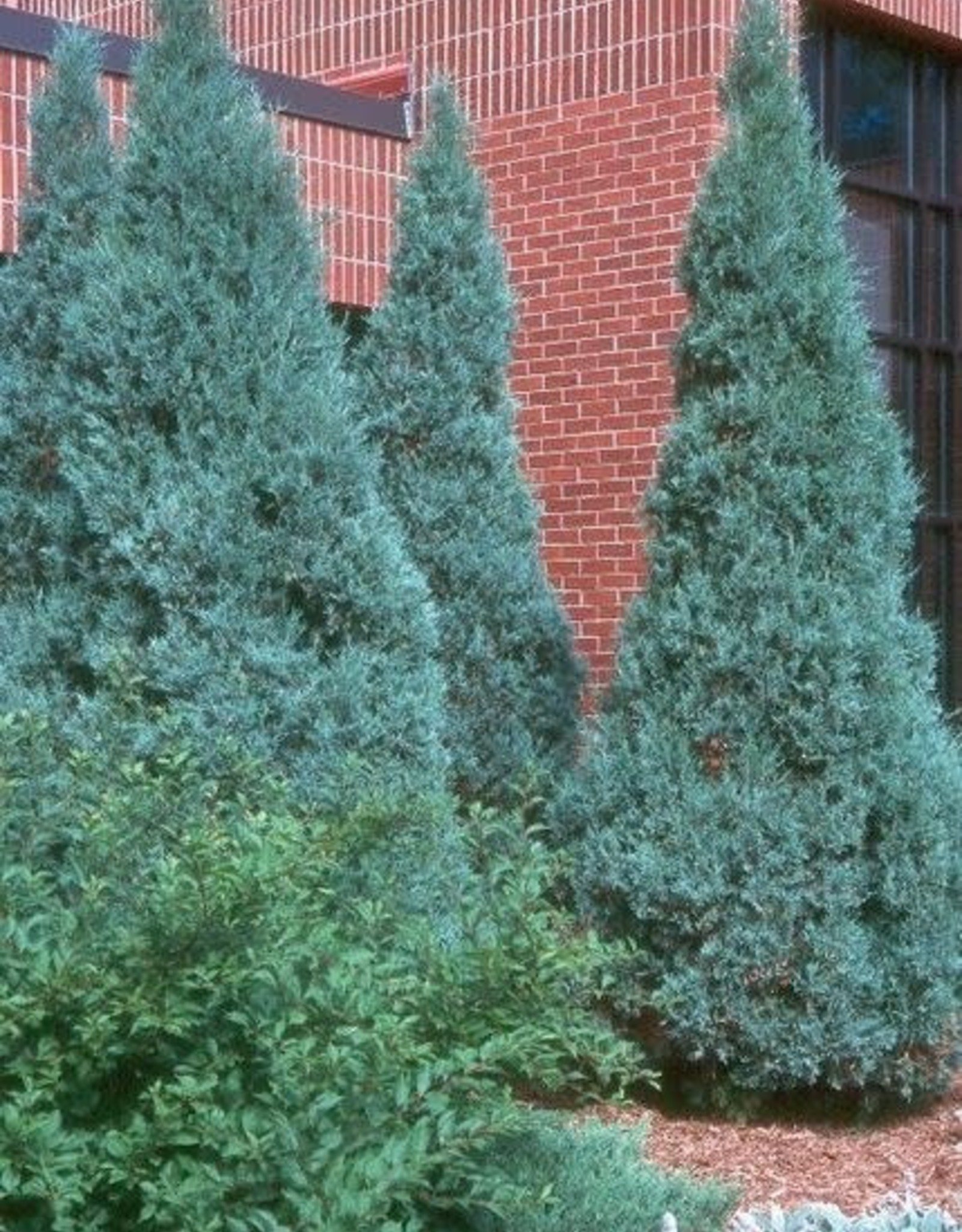Bron and Sons Juniperus scop. 'Medora' #5 - Medora Juniper