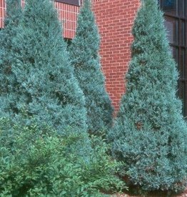 Bron and Sons Juniperus scop. 'Medora' #5 - Medora Juniper
