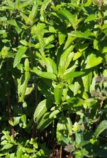 Bron and Sons Mentha piperita #1