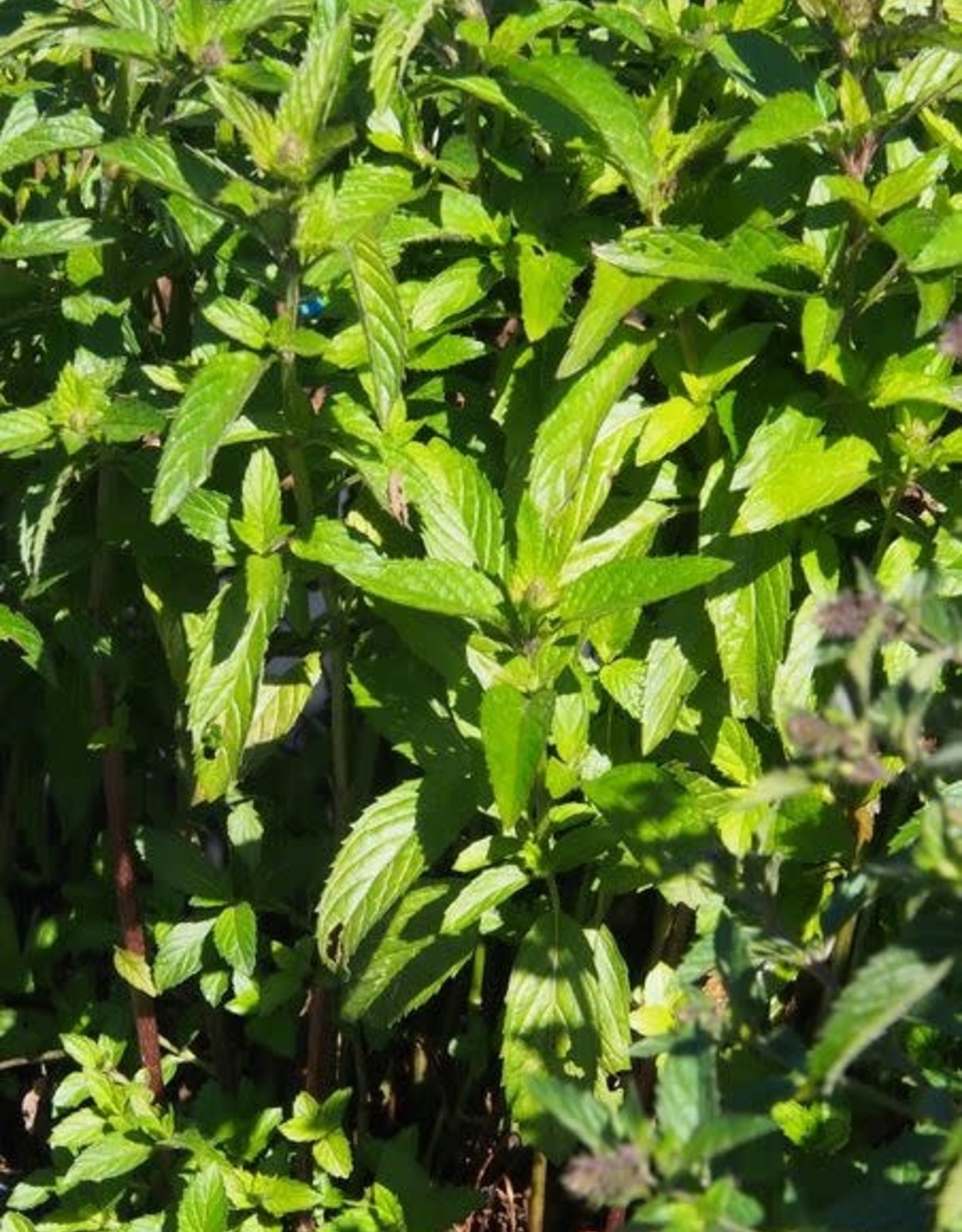 Bron and Sons Mentha piperita #1