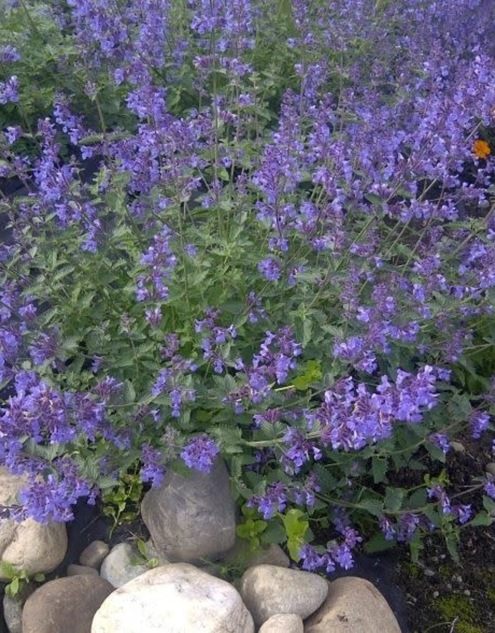 Bron and Sons Nepeta racemosa 'Walker's Low' #1