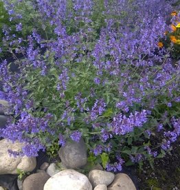 Bron and Sons Nepeta racemosa 'Walker's Low' #1