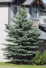 Bron and Sons Picea p. 'Baby Blue' #10 - Baby Blue Spruce