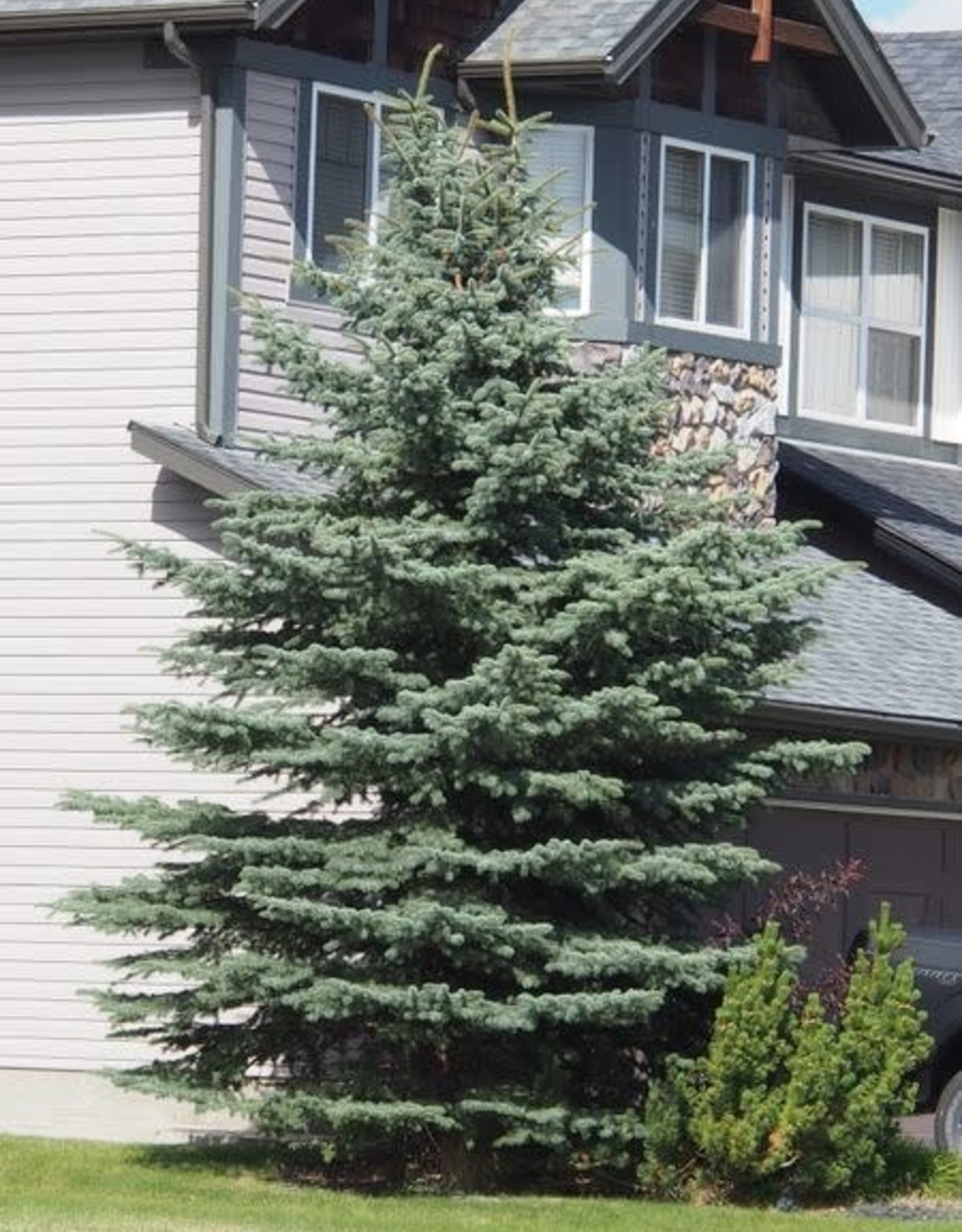 Bron and Sons Picea p. 'Baby Blue' #10 - Baby Blue Spruce