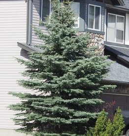 Bron and Sons Picea p. 'Baby Blue' #10 - Baby Blue Spruce